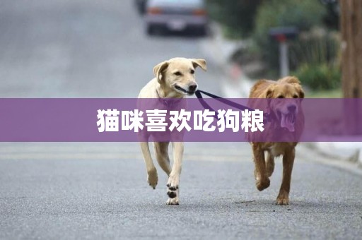 猫咪喜欢吃狗粮